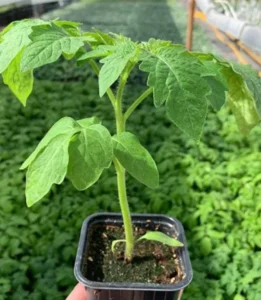 Крепкий томат в биогумусе