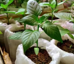 Перец растет в биогумусе