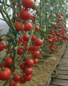 повышается урожай томатов от биогумуса