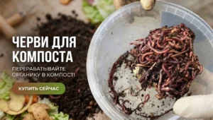 черви для компоста