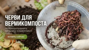 черви для вермикомпоста