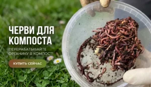 черви перерабатывают органику