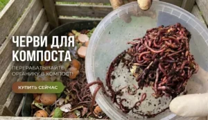 калифорнийские черви для вермикомпоста